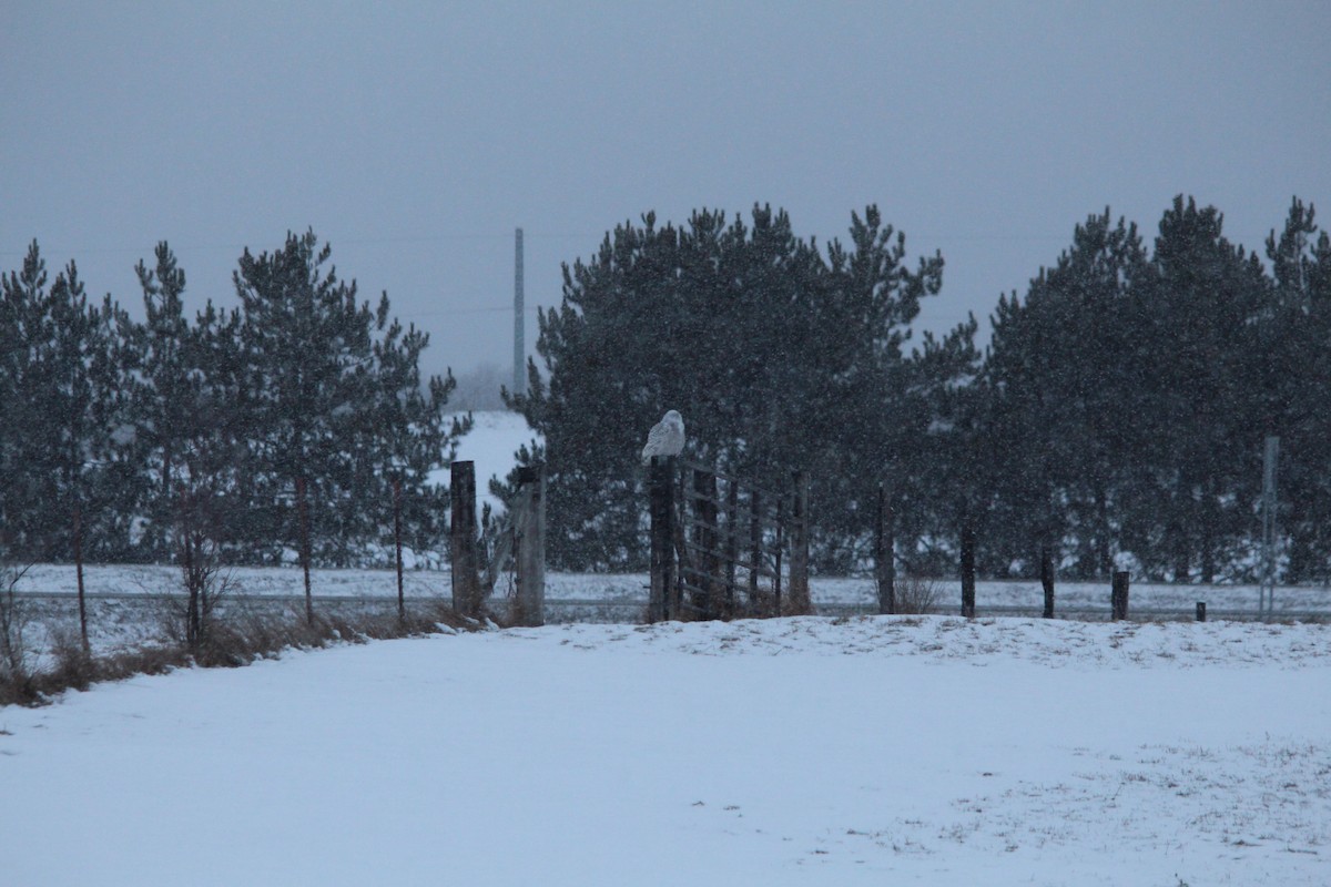Snowy Owl - ML628373193