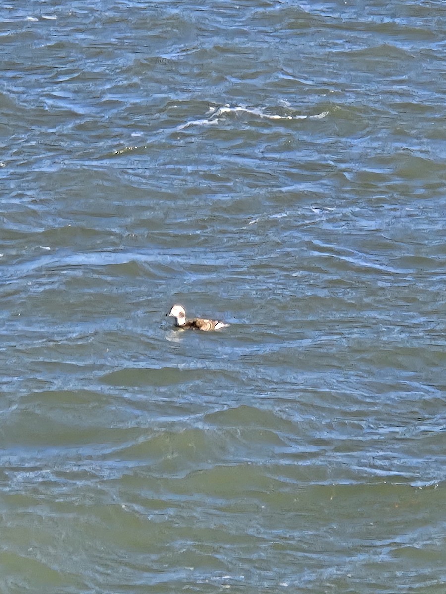 Long-tailed Duck - ML628373466