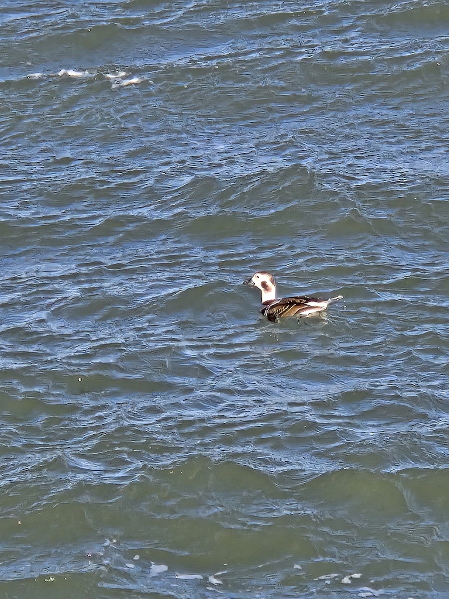 Long-tailed Duck - ML628373467