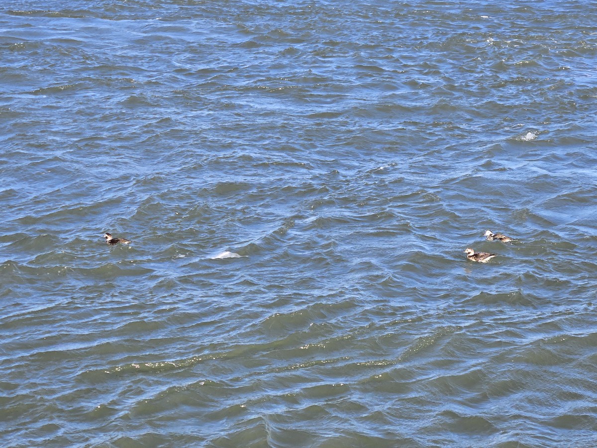 Long-tailed Duck - ML628373468