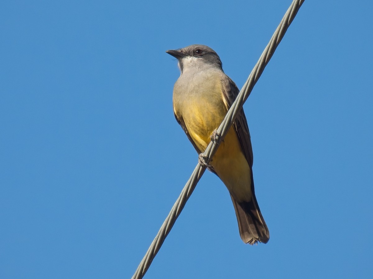 Cassin's Kingbird - ML628373480