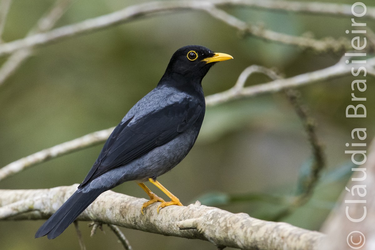 Yellow-legged Thrush - ML62837351