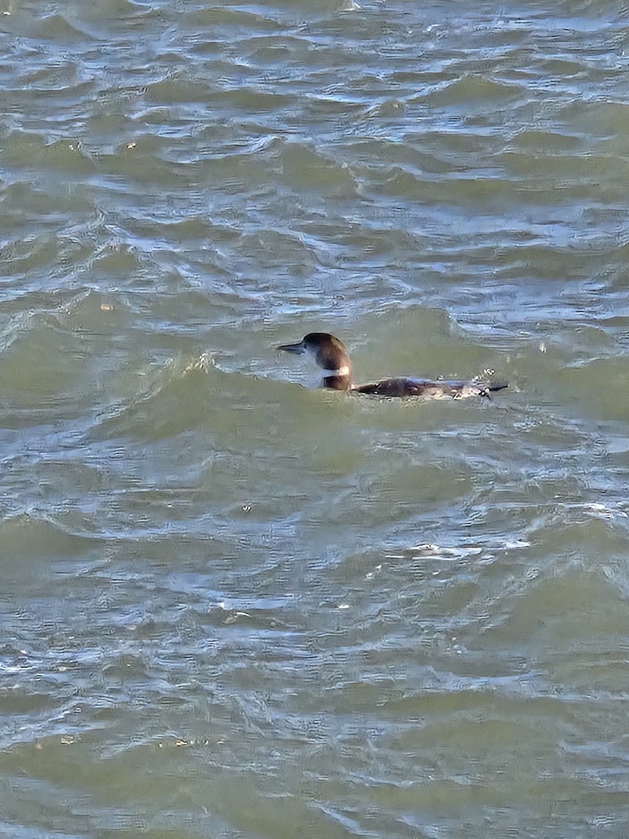 Common Loon - ML628373534