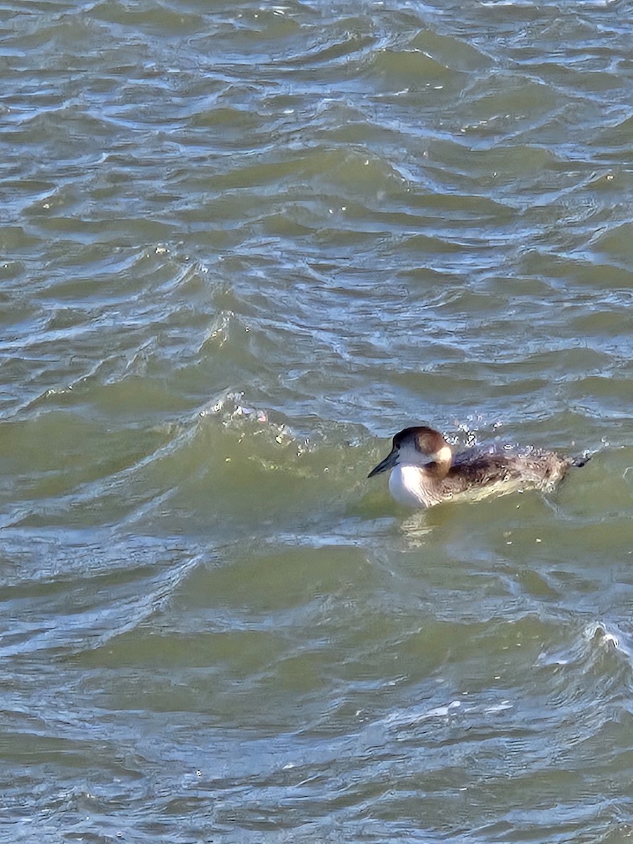 Common Loon - ML628373535