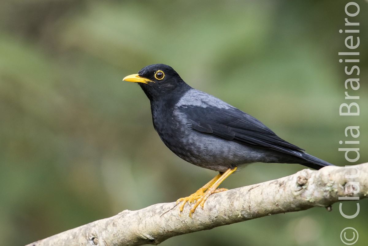 Yellow-legged Thrush - ML62837361