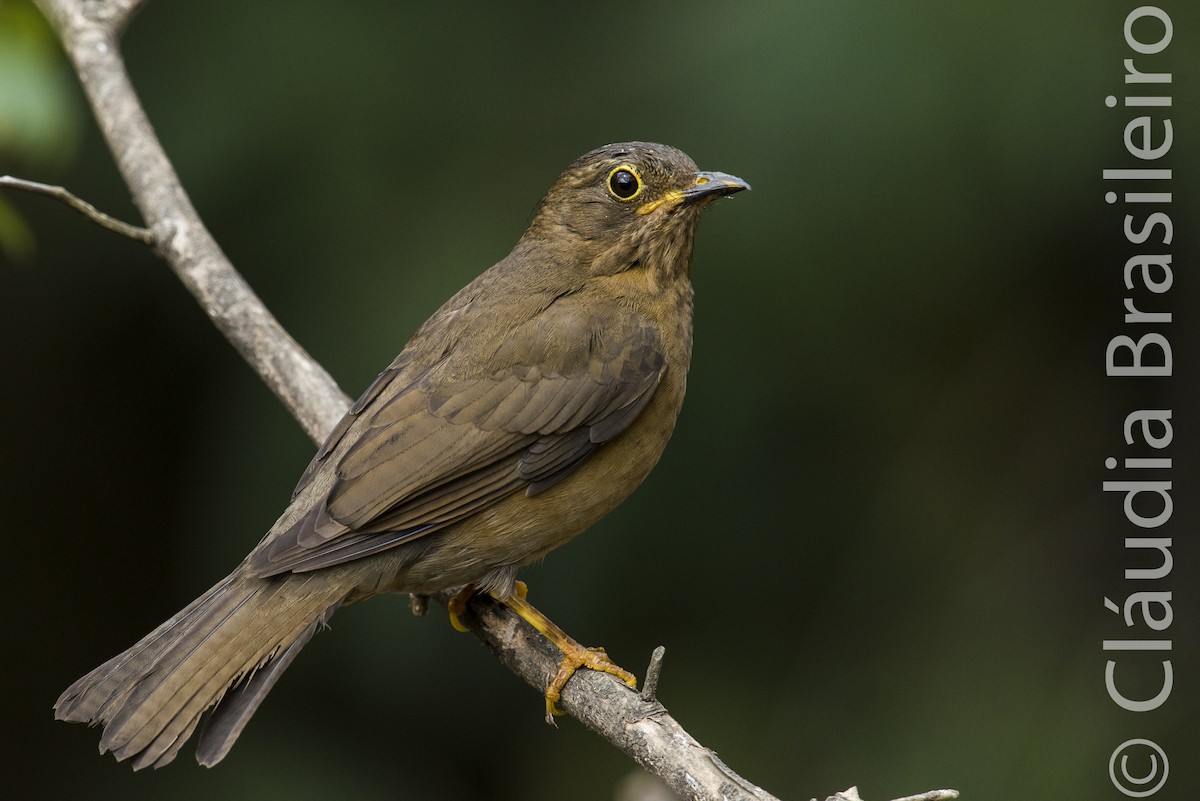 Yellow-legged Thrush - ML62837371