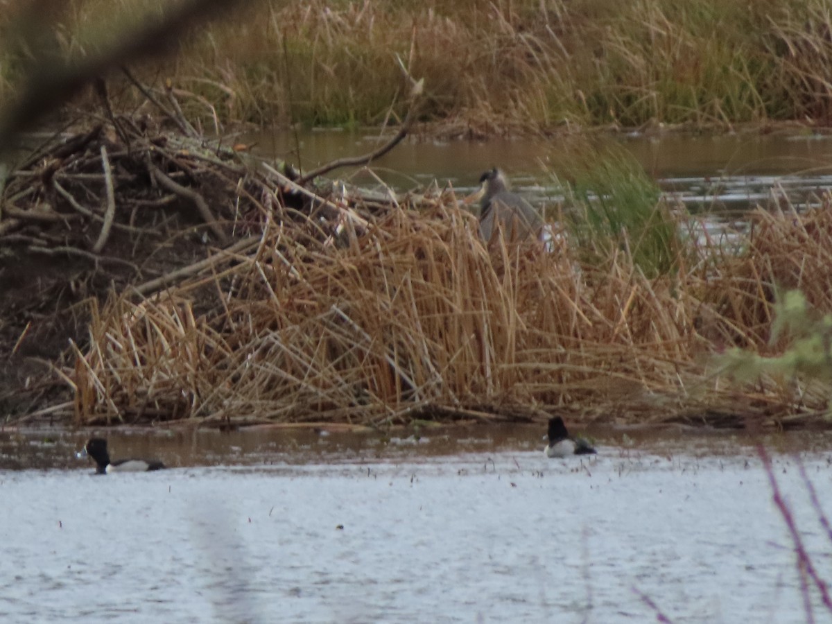 Ring-necked Duck - ML628373768