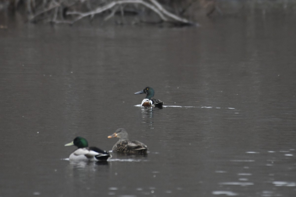 Northern Shoveler - ML628373862