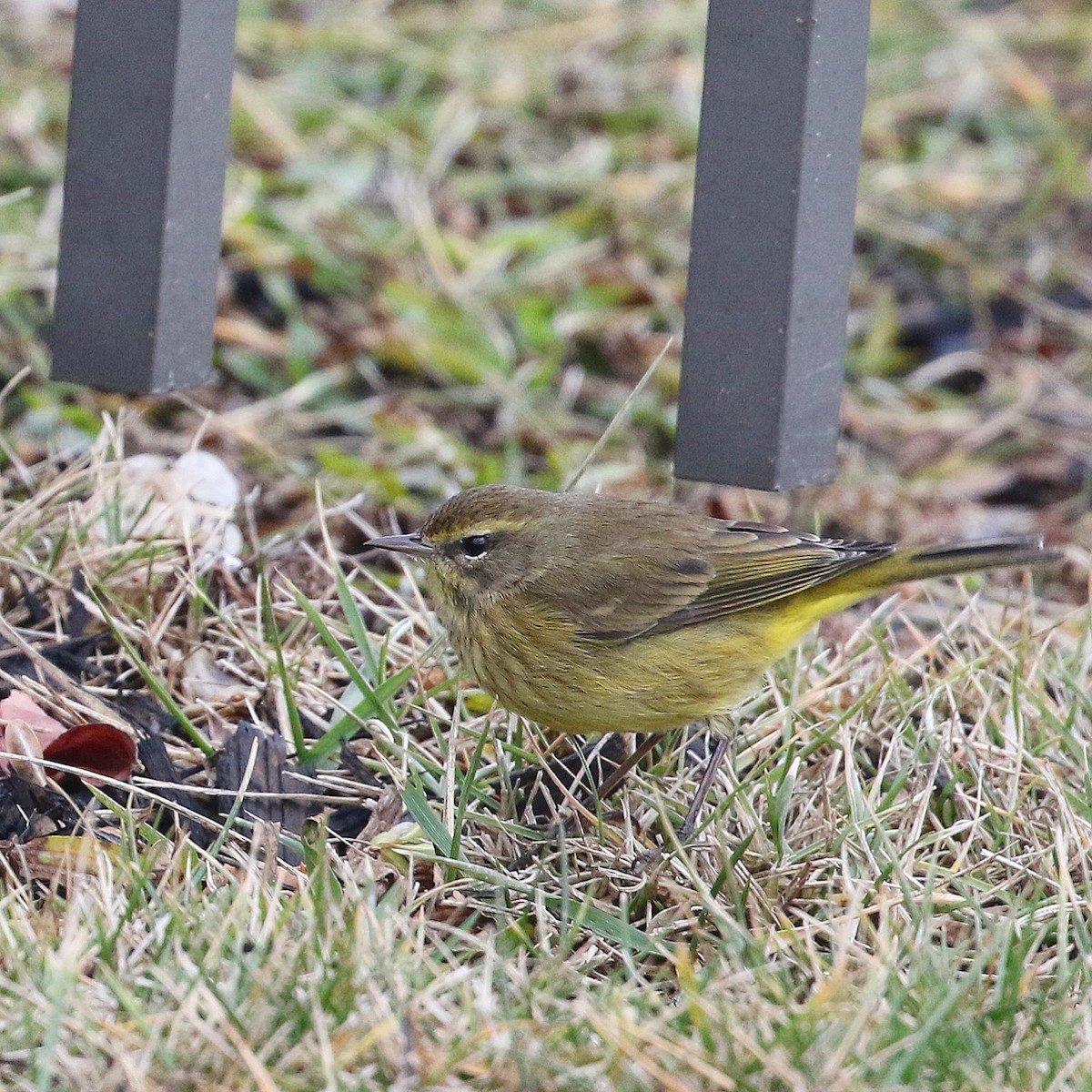 Palm Warbler - ML628374007