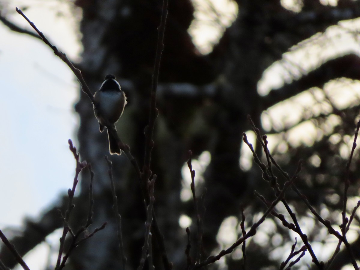 Black-capped Chickadee - ML628374038
