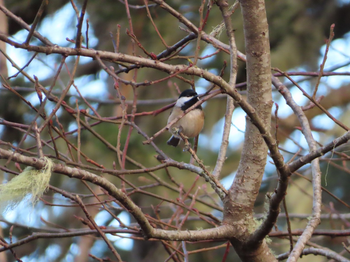 Black-capped Chickadee - ML628374039