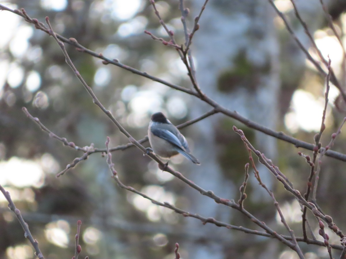 Black-capped Chickadee - ML628374040