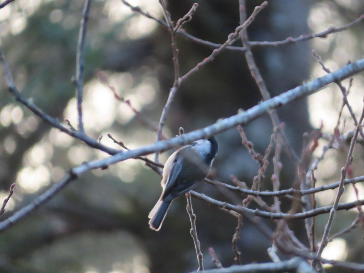 Black-capped Chickadee - ML628374041