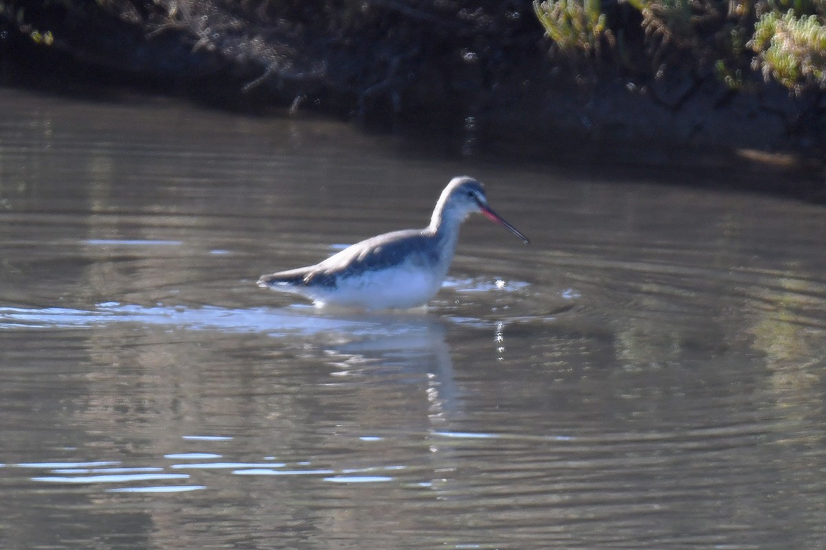 Dunkelwasserläufer - ML628374174