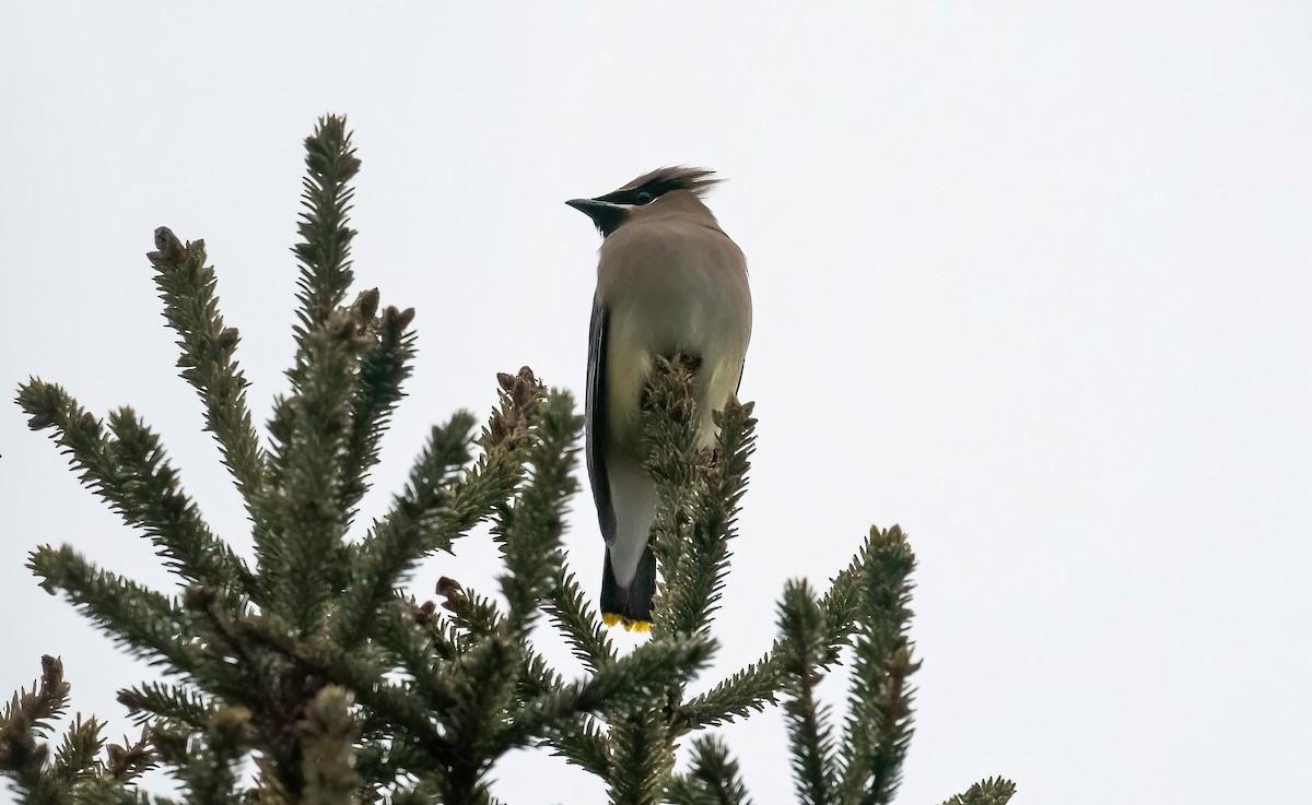 Cedar Waxwing - ML628374179