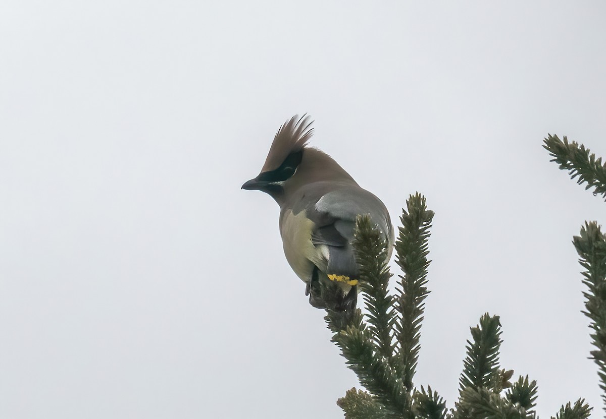 Cedar Waxwing - ML628374180