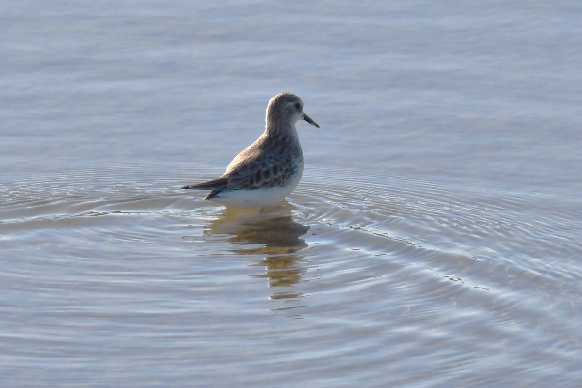 Zwergstrandläufer - ML628374194