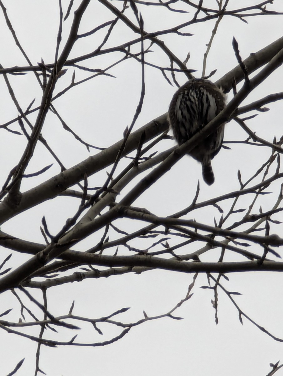 Northern Pygmy-Owl - ML628374469