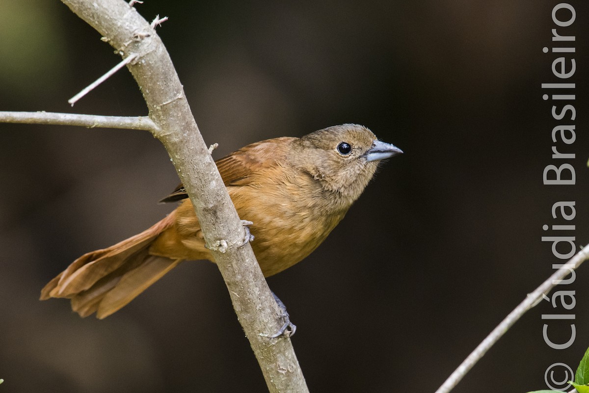 Ruby-crowned Tanager - ML62837451