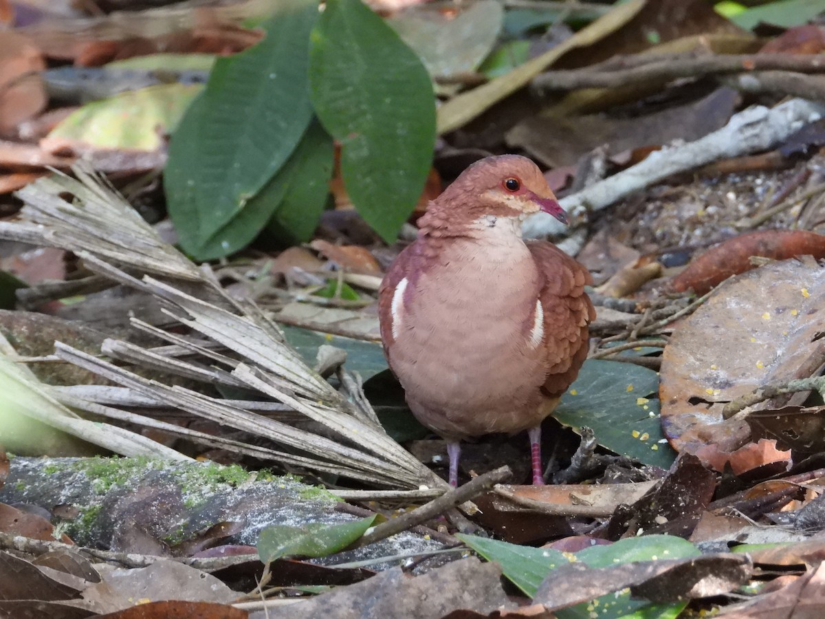 Ruddy Quail-Dove - ML628374519