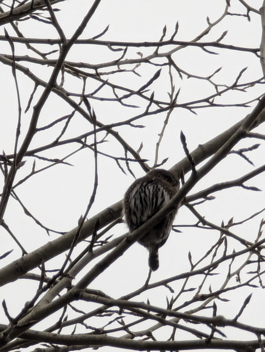 Northern Pygmy-Owl - ML628374530