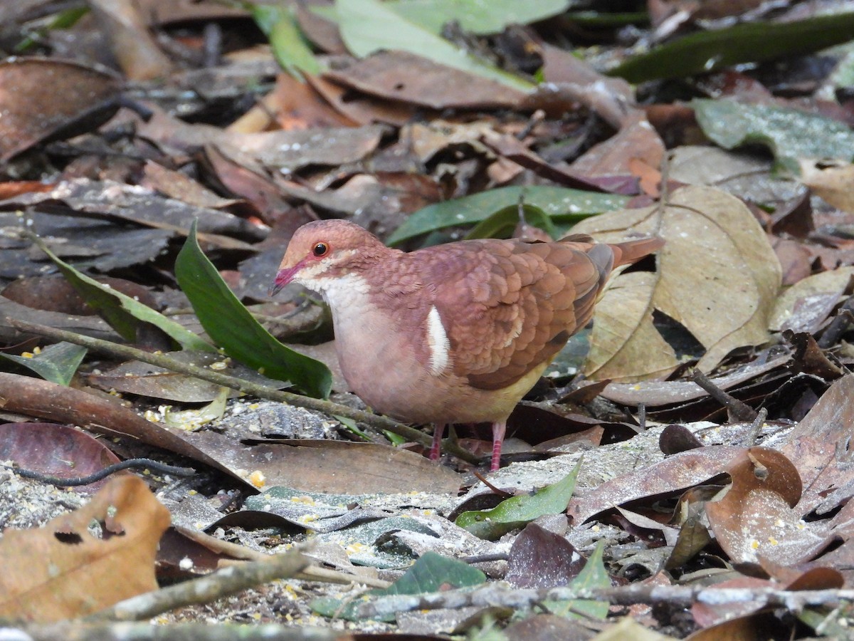 Ruddy Quail-Dove - ML628374622