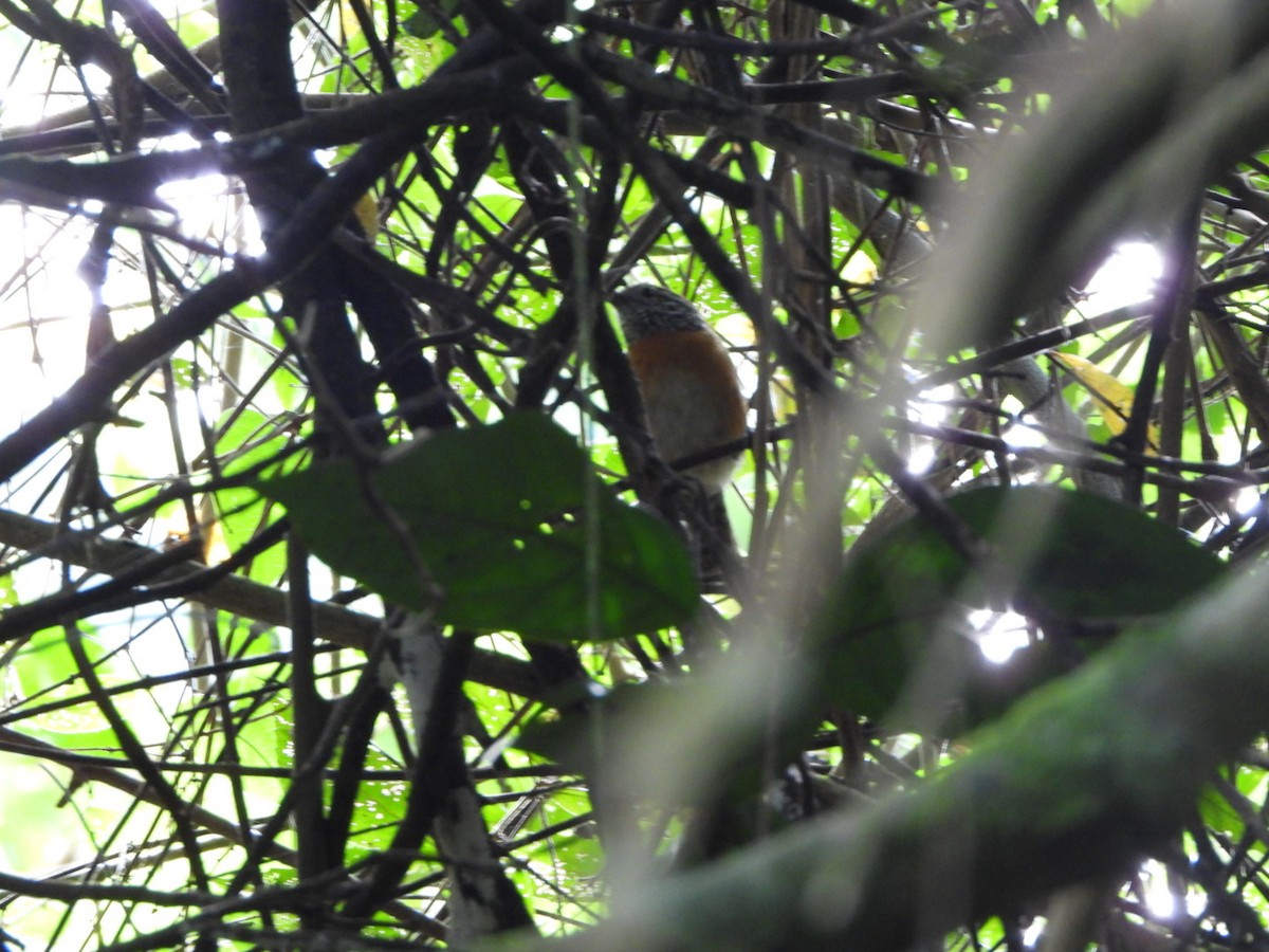 Rusty-winged Antwren - ML628374738