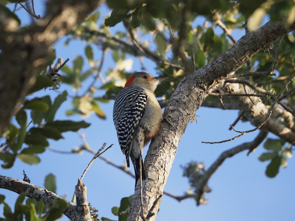 Red-bellied Woodpecker - ML628374787