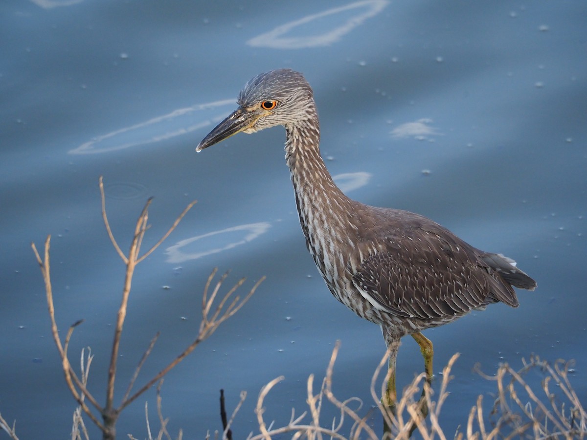 Yellow-crowned Night Heron - ML628374836