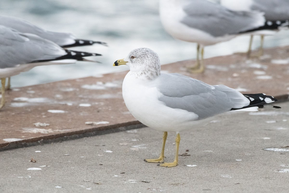 Ring-billed Gull - ML628374980