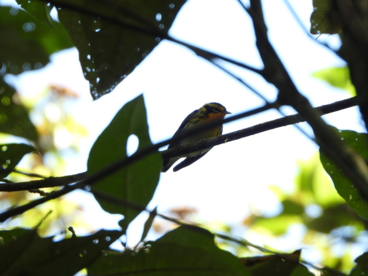 Blackburnian Warbler - ML628375001