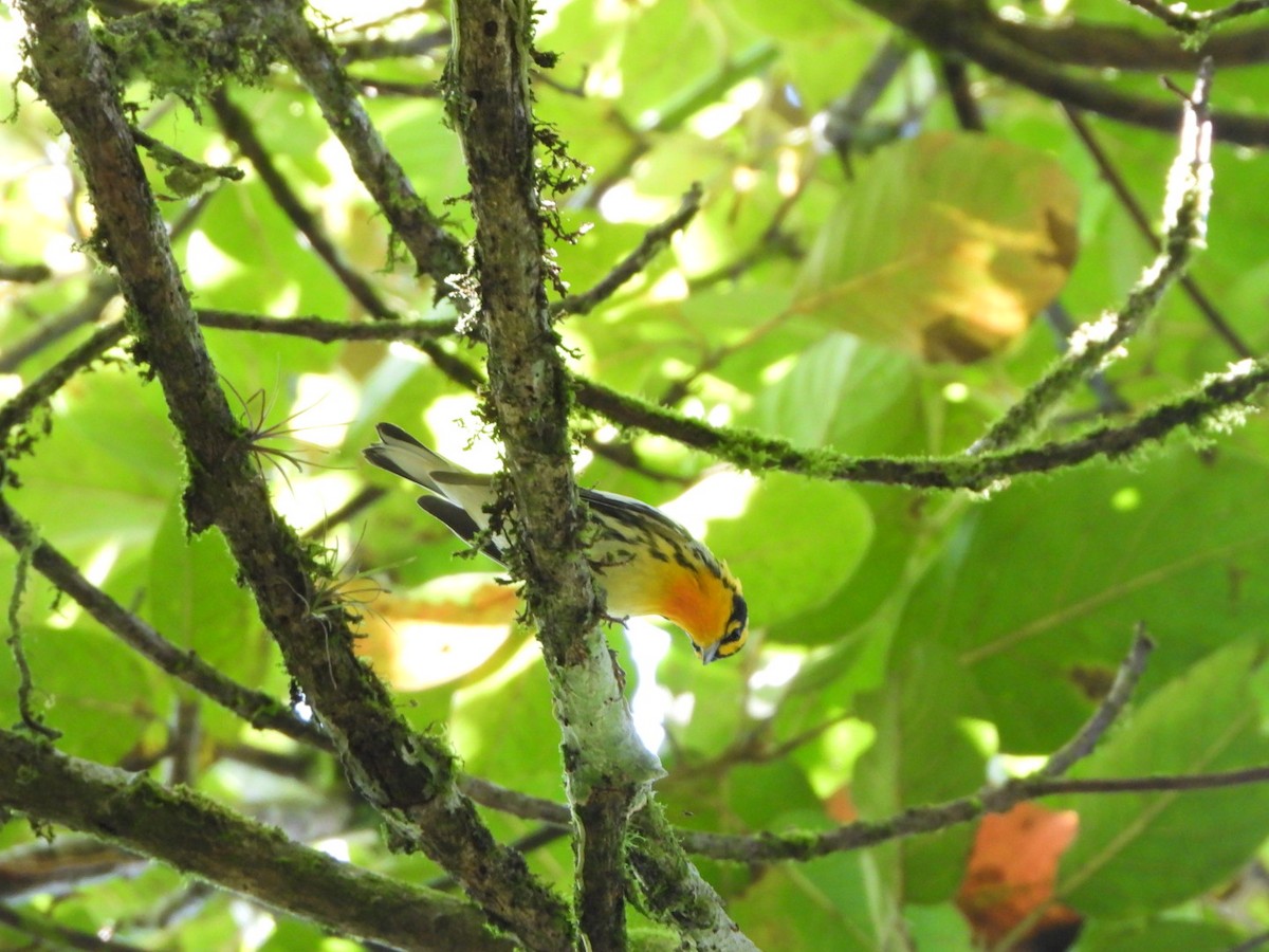 Blackburnian Warbler - ML628375008