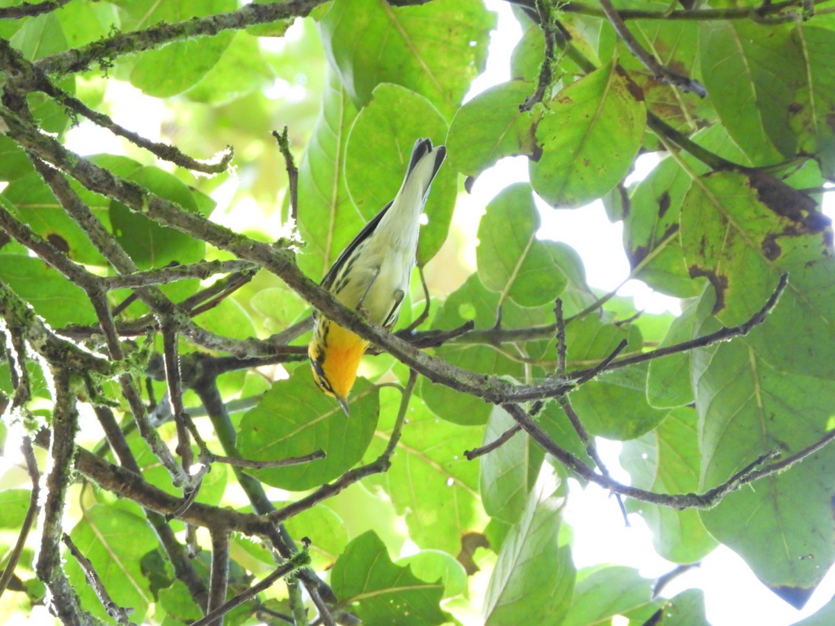 Blackburnian Warbler - ML628375012