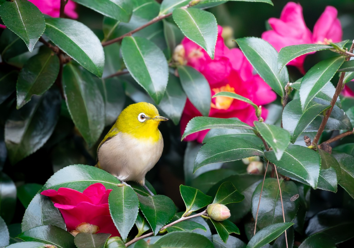 Warbling White-eye - ML628375190