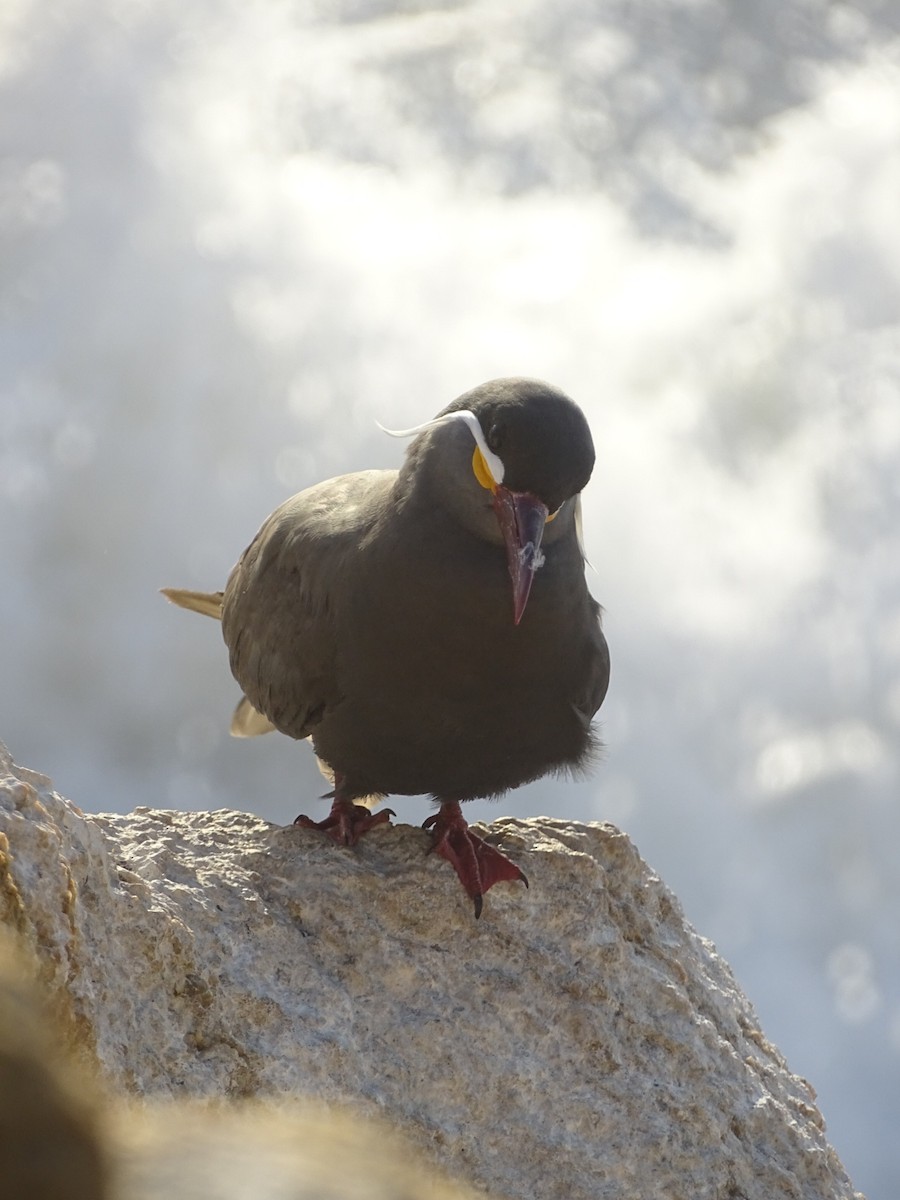 Inca Tern - ML628375225
