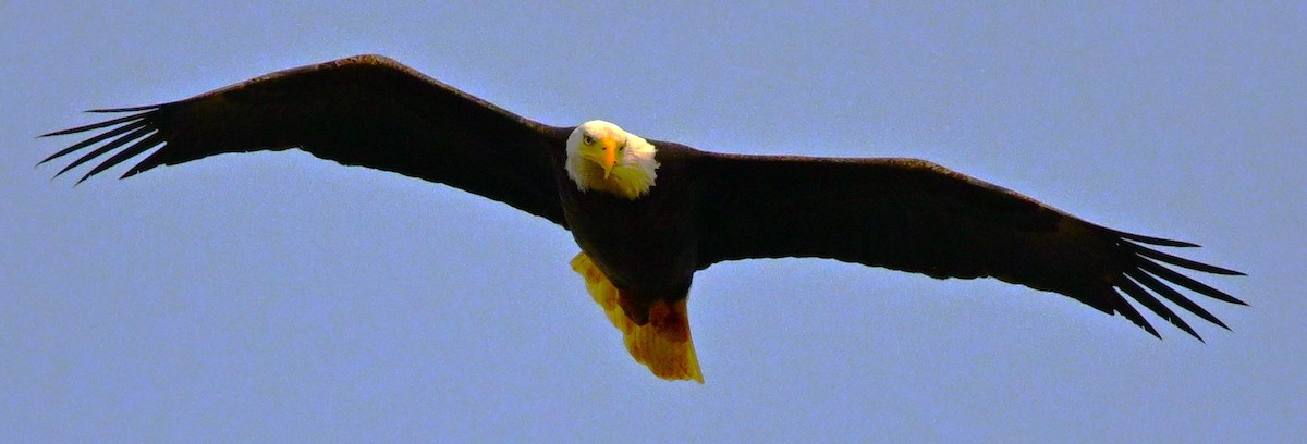 ハクトウワシ - ML628375364