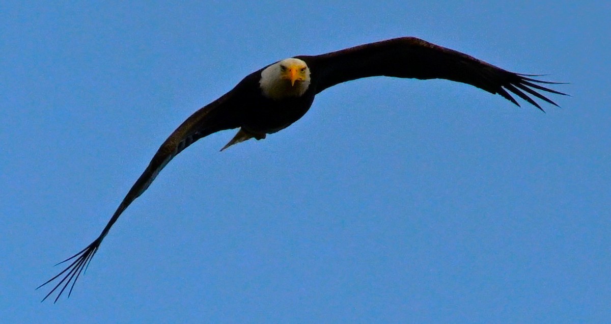 ハクトウワシ - ML628375365