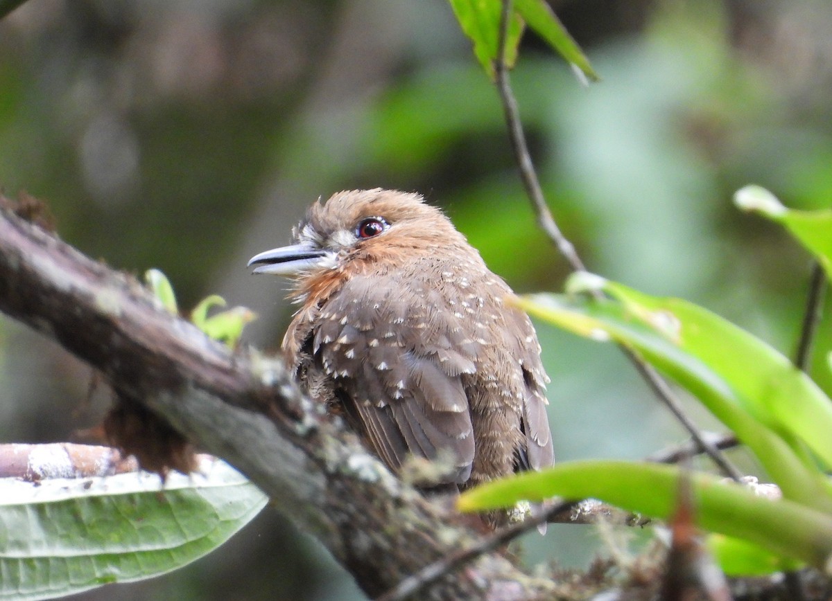 Moustached Puffbird - ML628375426