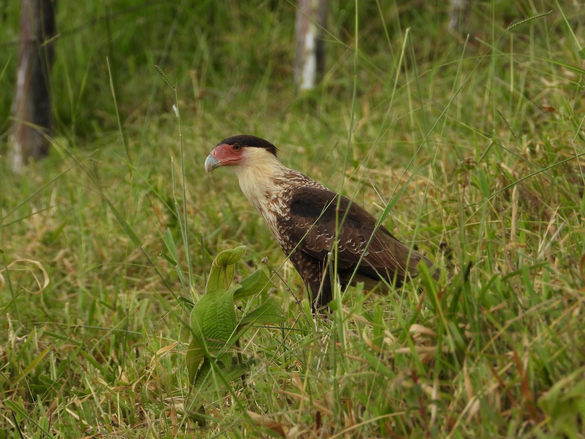 Crested Caracara - ML628375551