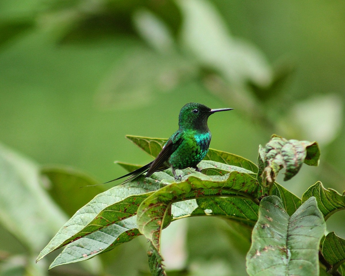 Green Thorntail - ML628375585