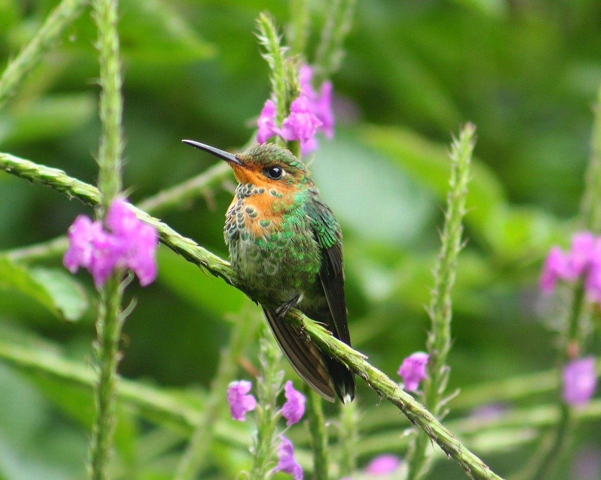 Green-crowned Brilliant - ML628375612