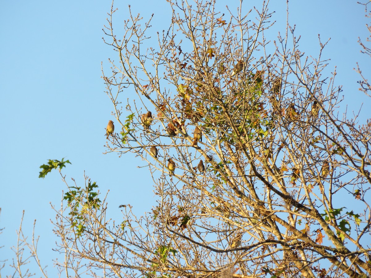 Cedar Waxwing - ML628375627