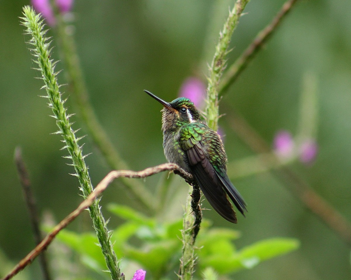 Purple-throated Mountain-gem - ML628375639