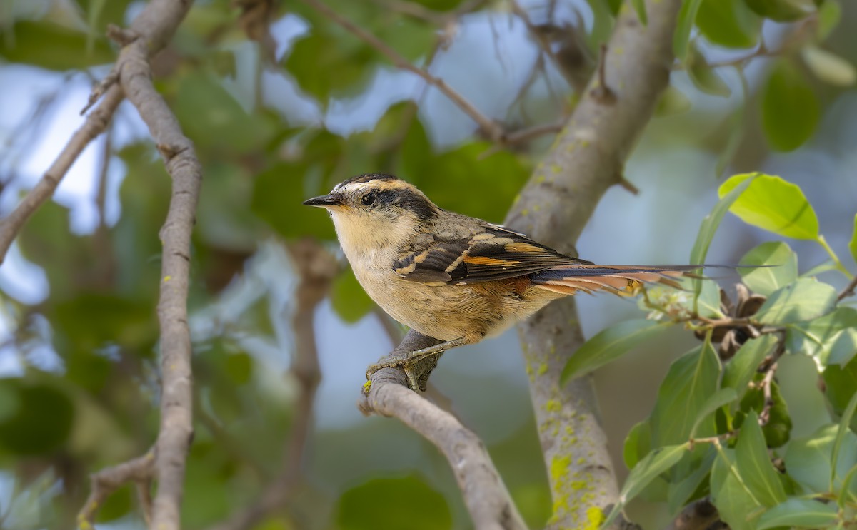 Thorn-tailed Rayadito - ML628375654