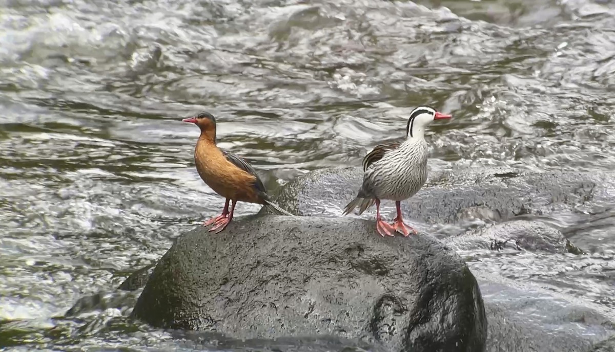 Torrent Duck - Christian Walker