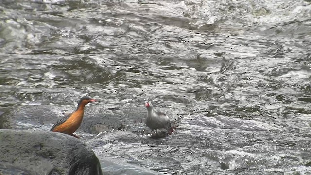 Torrent Duck - ML628375721