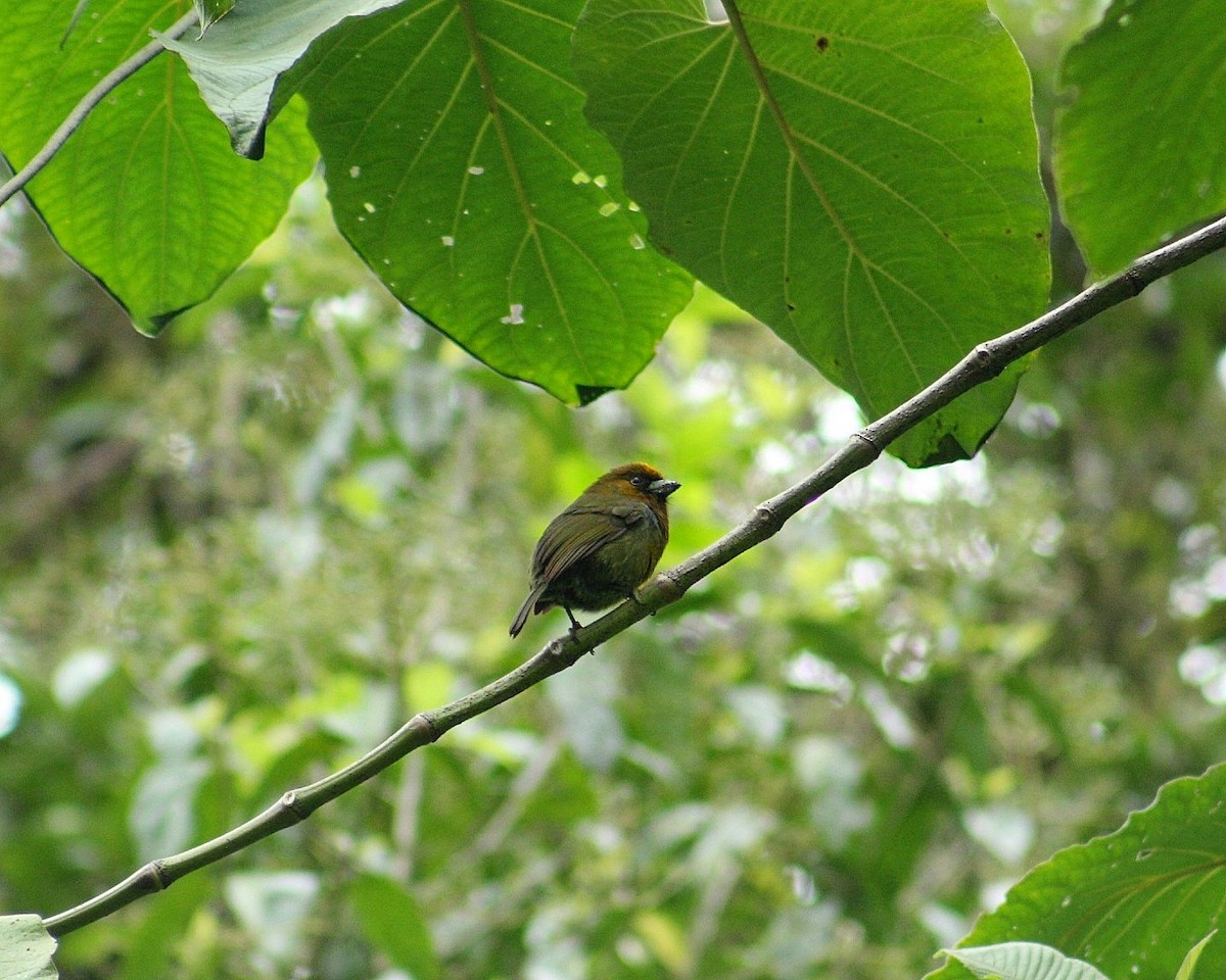Prong-billed Barbet - ML628375747