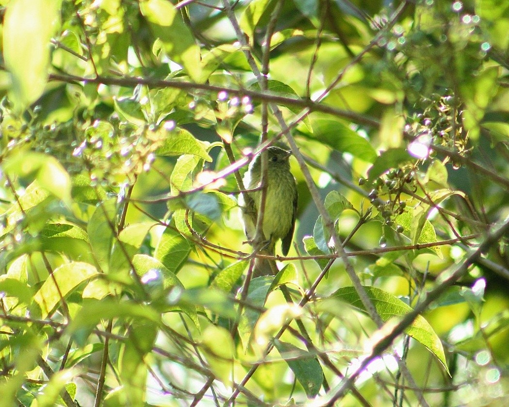 Olive-streaked Flycatcher - ML628375889