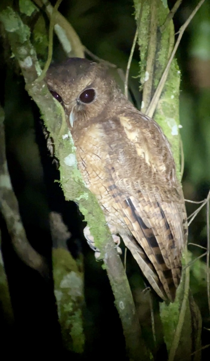 Rufescent Screech-Owl (Colombian) - ML628376067