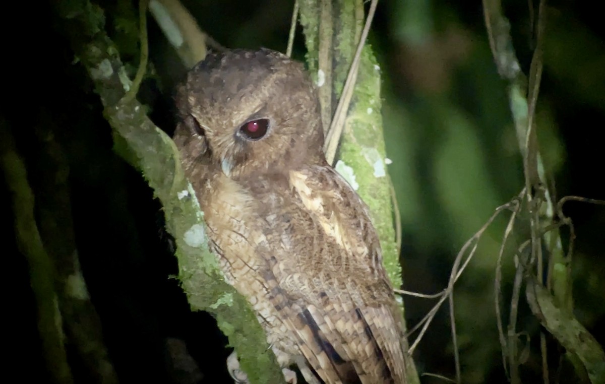 Rufescent Screech-Owl (Colombian) - ML628376068